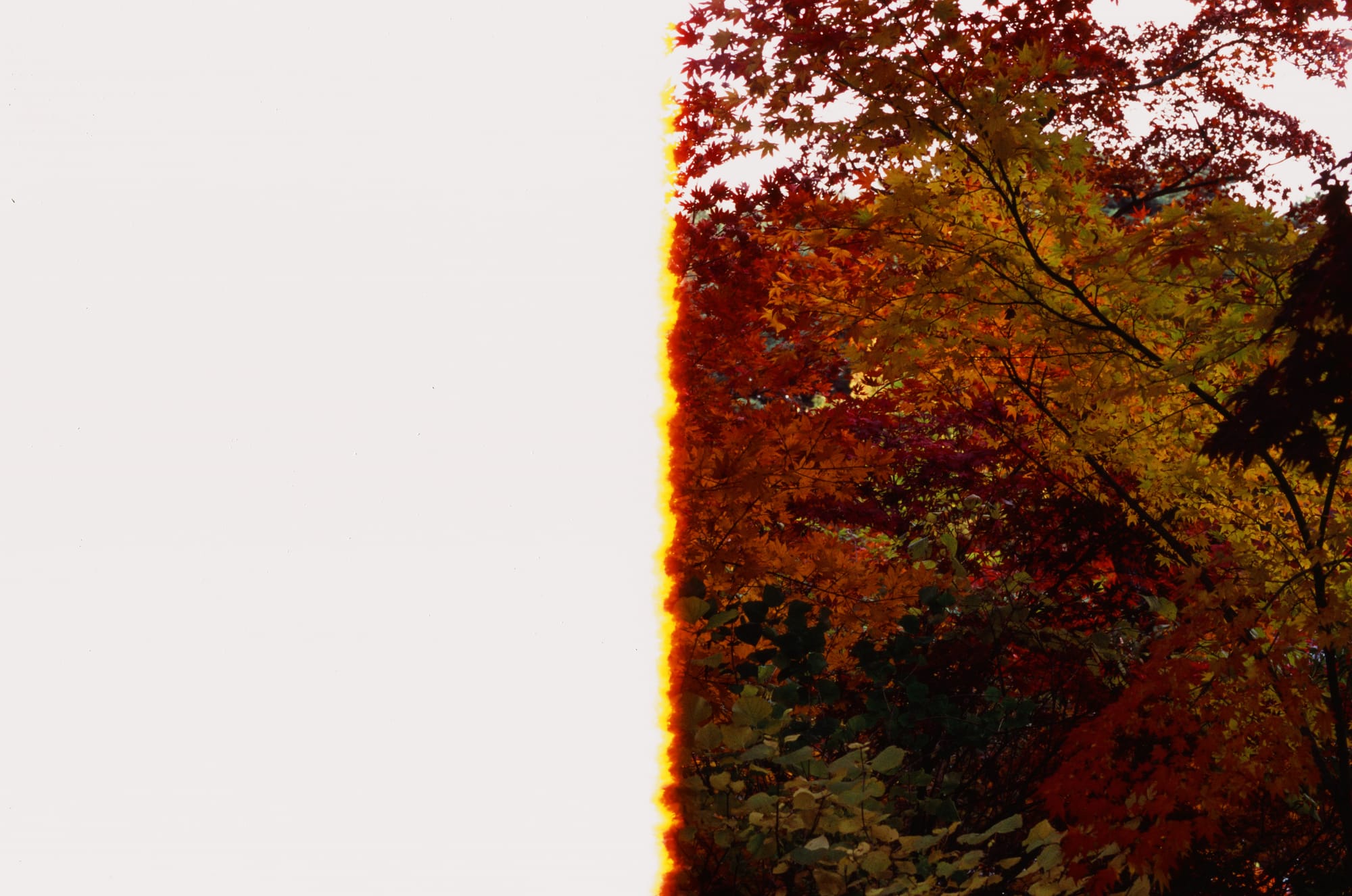 미놀타 X-300과 벨비아100으로 촬영한 필름 첫 컷